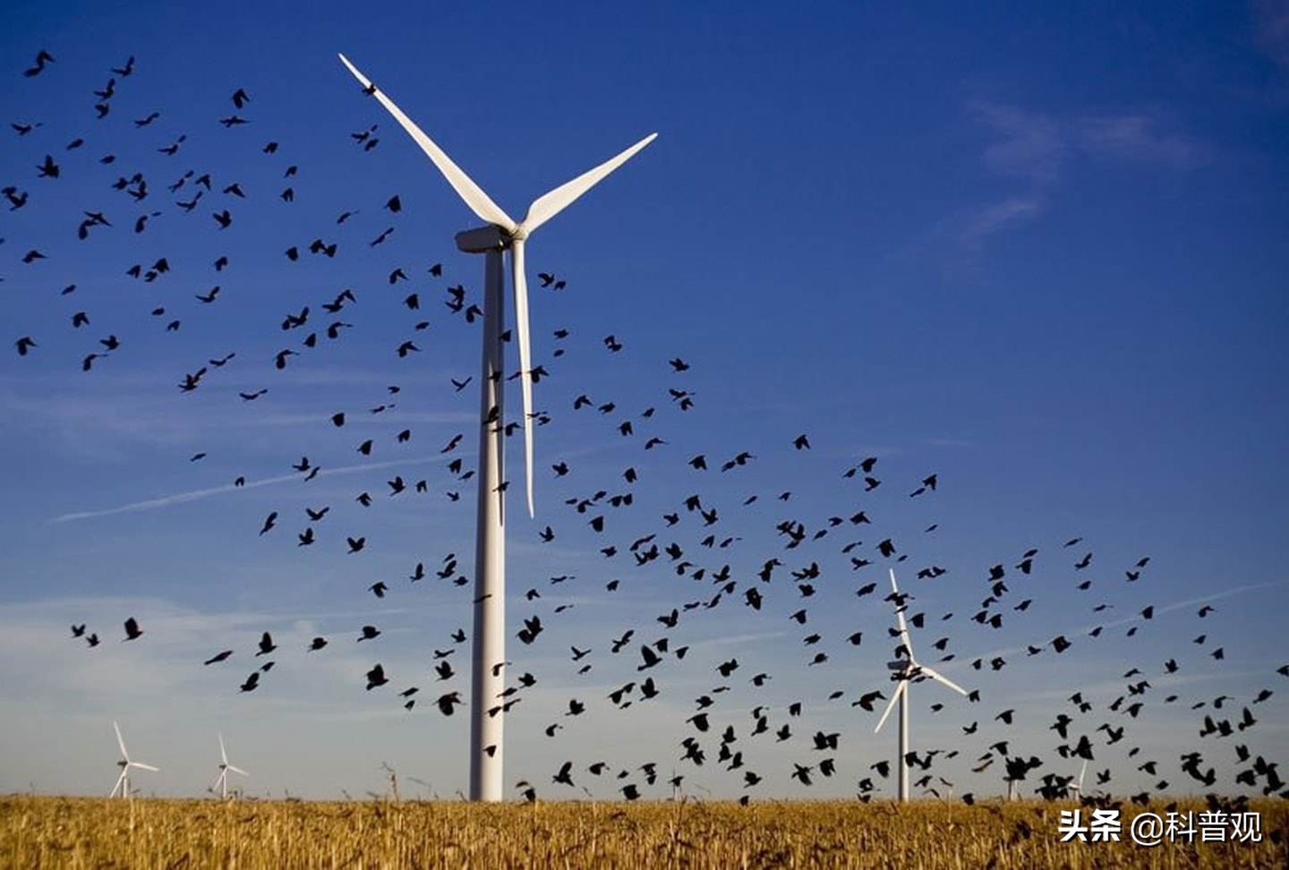 风力发电破坏生态,风力发电对人类的影响