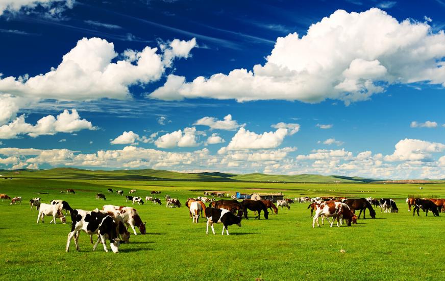 内蒙古人喜欢喝的酒,内蒙人最喜欢的口粮白酒