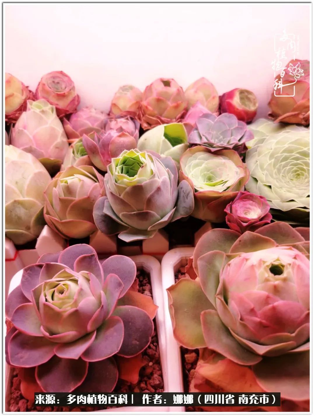 带刺的玫瑰阳台多肉,开花的玫瑰多肉