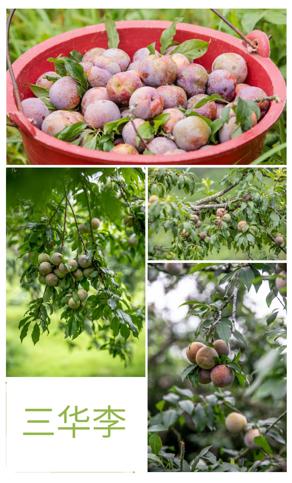 从化摘果攻略,从化摘水果攻略