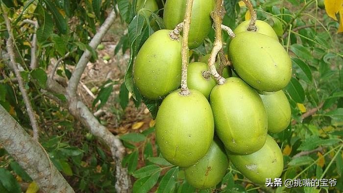 巴巴多斯中国人,巴巴多斯人在中国