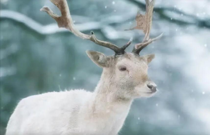 内蒙古罕见的白狼,内蒙古白狍子