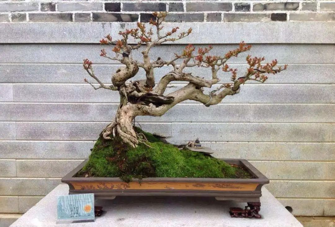 榆树盆景鸡爪枝修剪,映山红盆景花后怎样修剪枝