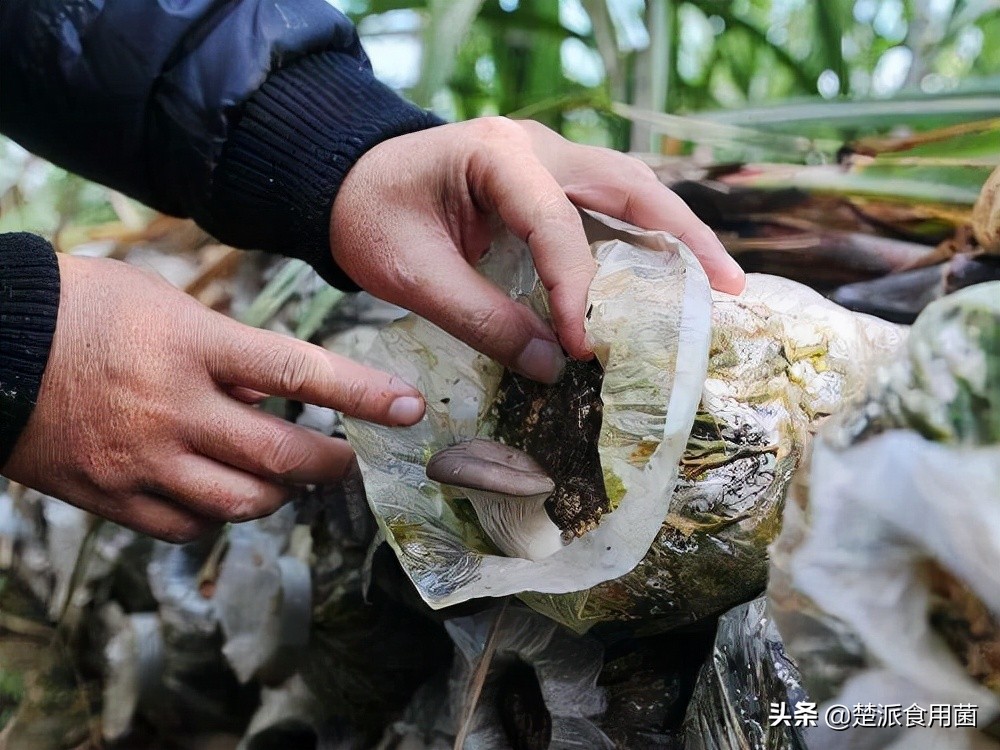 食用菌生产中常见的杂菌及防治措施