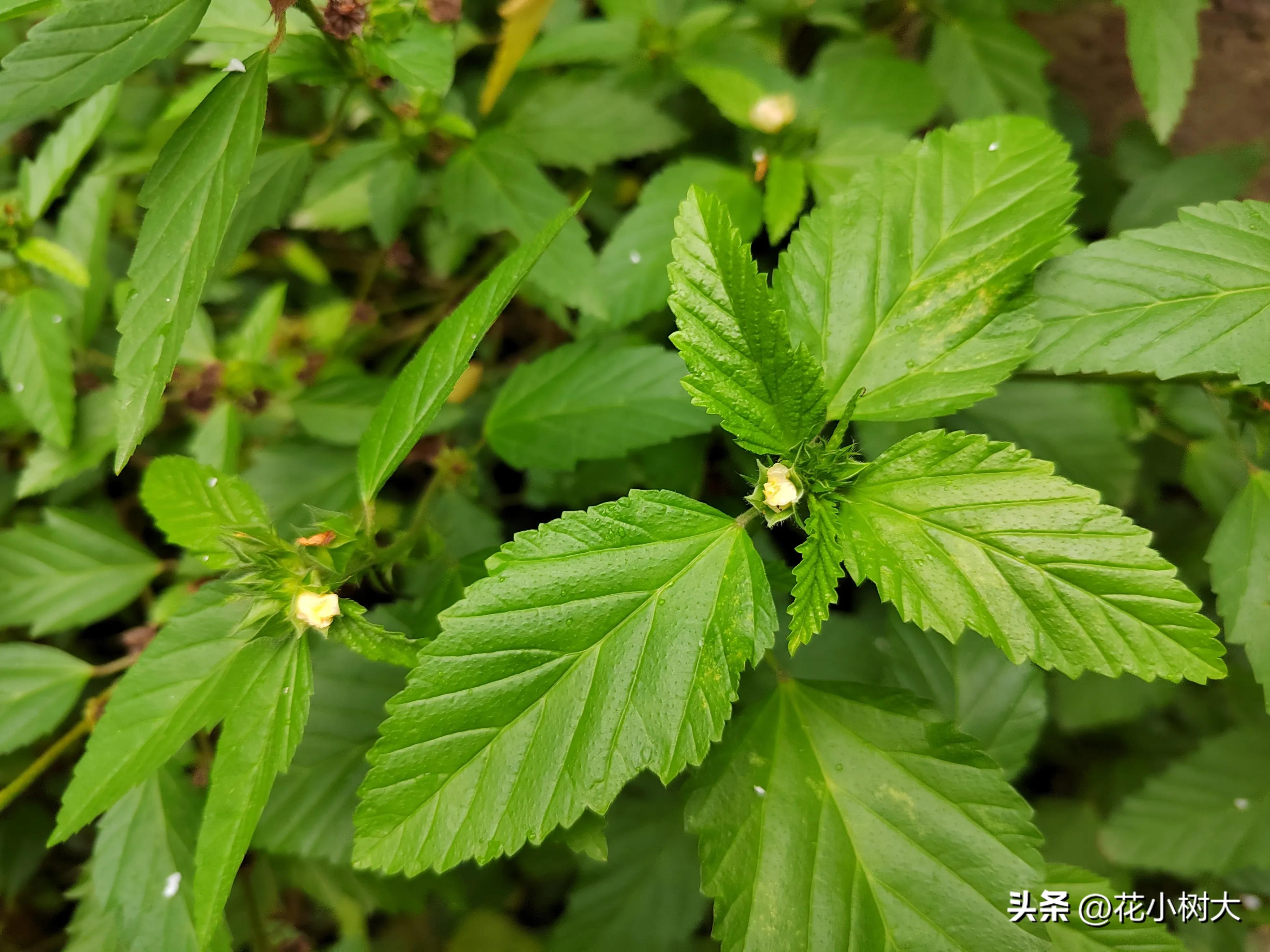 植物图鉴菊花,植物视频实拍