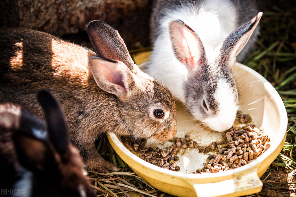 兔子几天不拉粑粑了怎么回事,兔子几天不拉粑粑怎么办