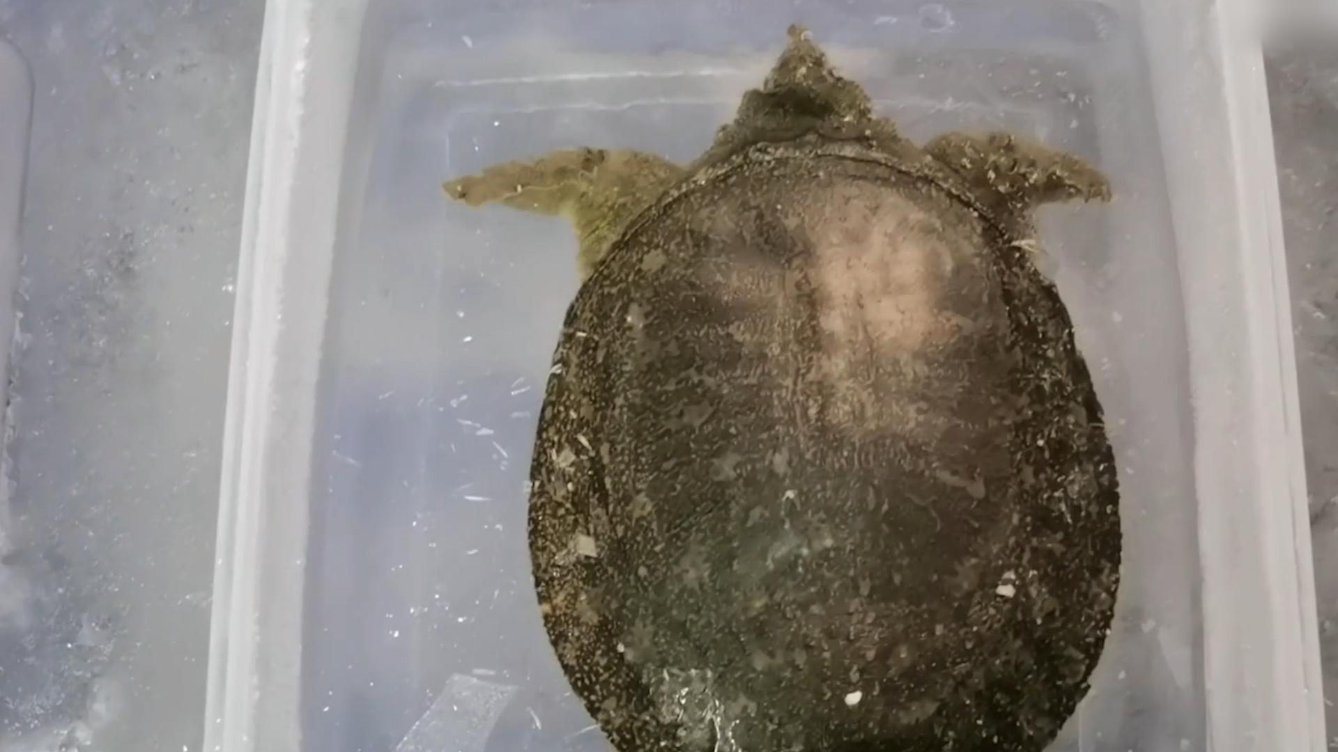 甲鱼冻成冰还能复活吗,甲鱼被冷冻后复活