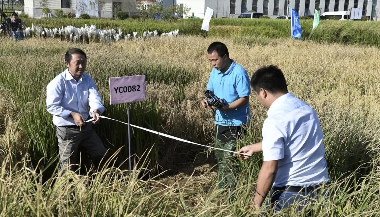 海水稻最新发展,海水稻真的难吃么