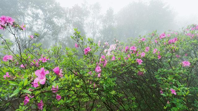 林中若有花，念的必是映山红