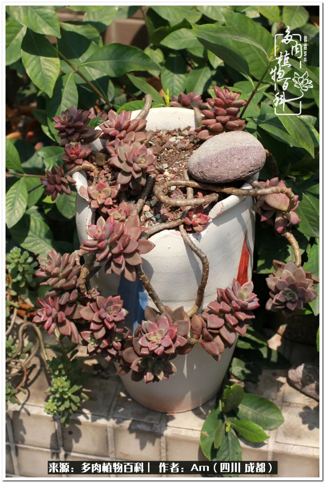 多肉小盆友生活多姿多彩,多肉小精灵福享不停