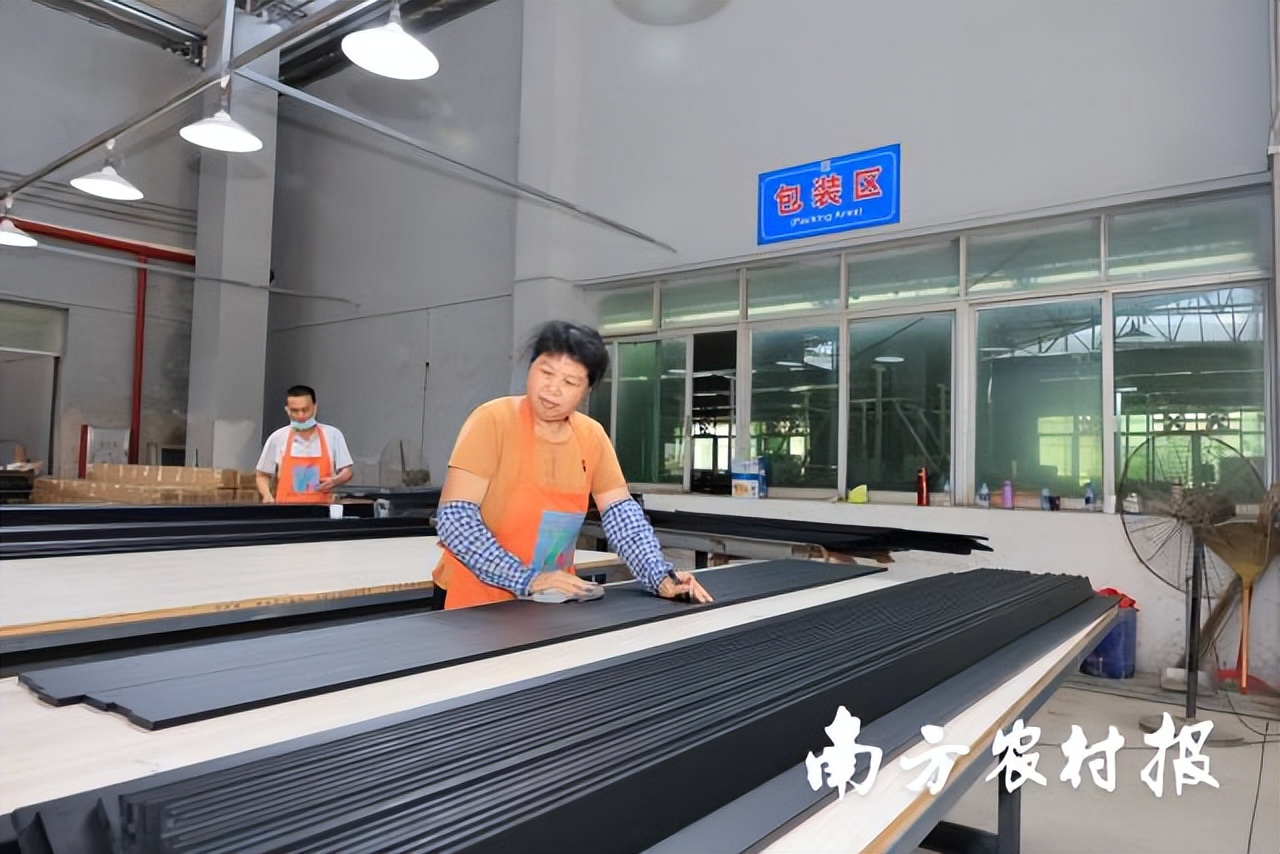 从竹笋到竹子的过程有趣极了,蕉岭毛竹