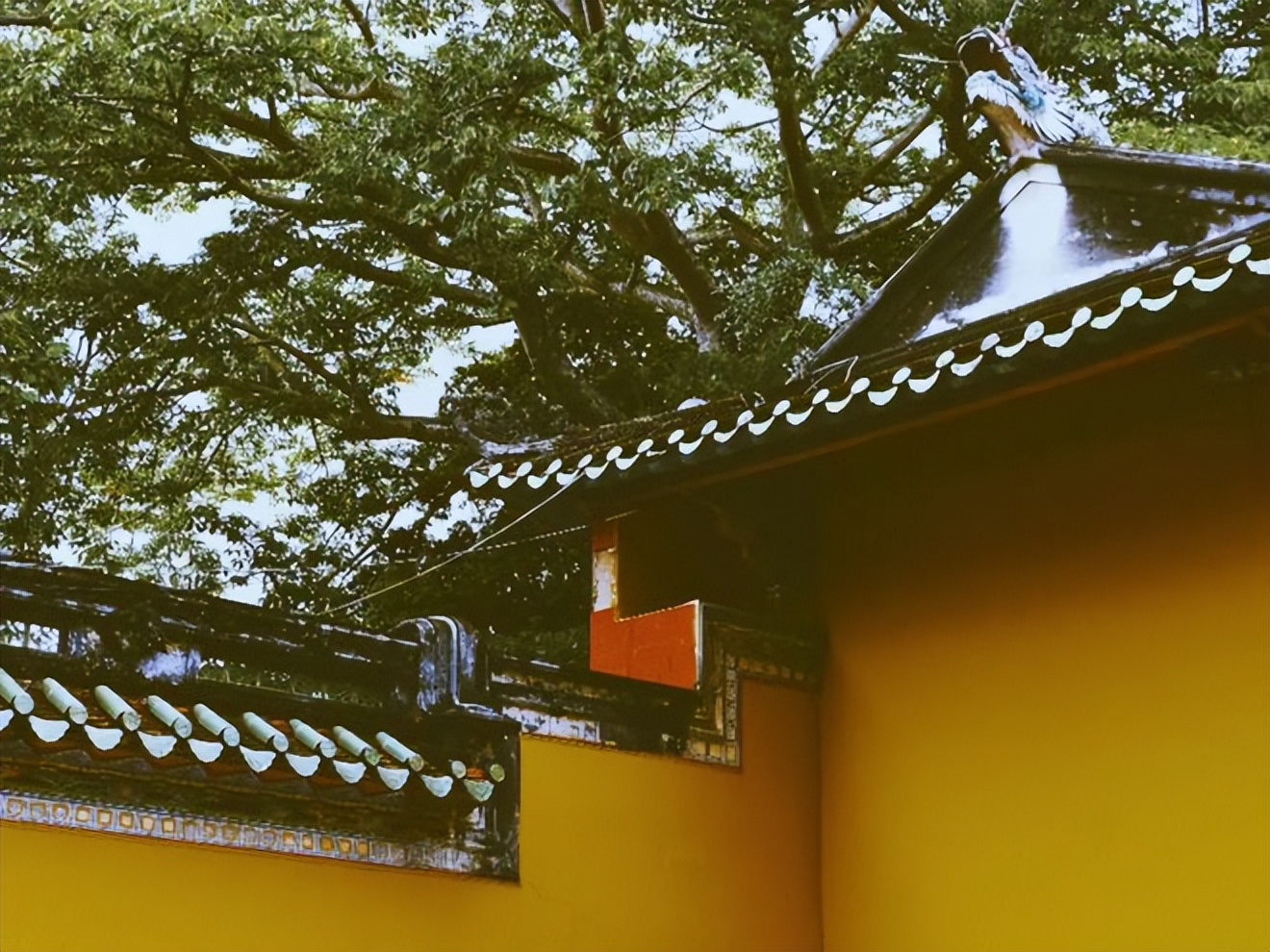 入手绝不踩坑的ccd相机,被疯抢的东西是什么