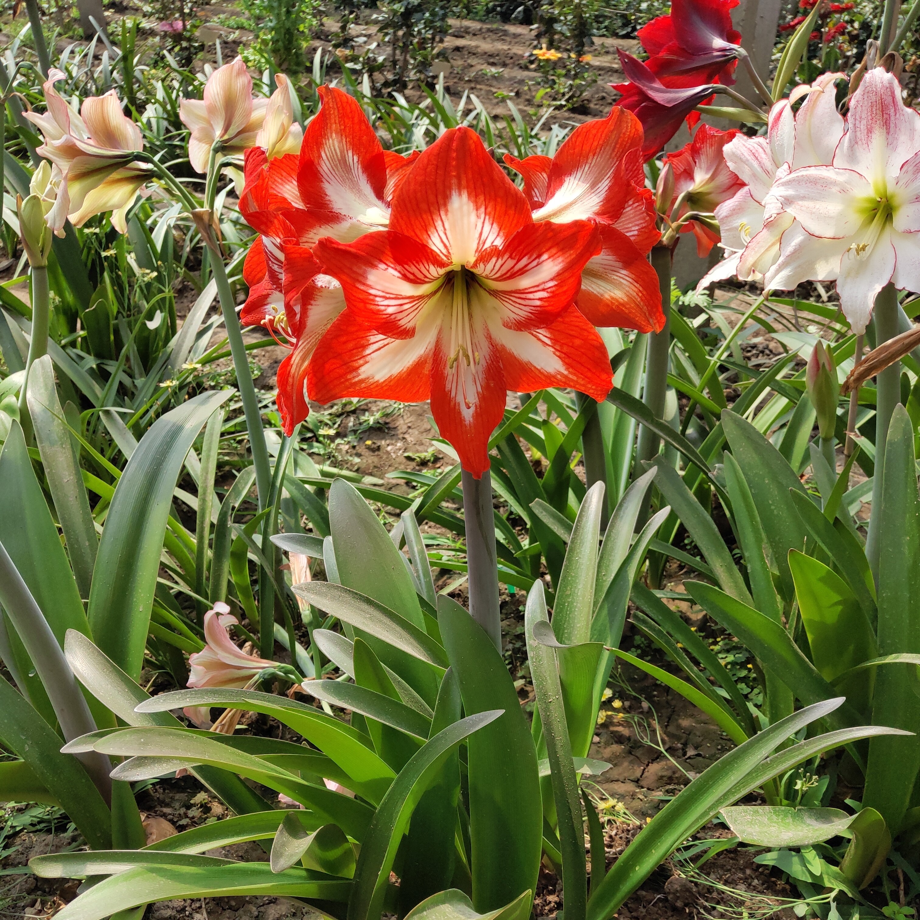 朱顶红怎样养才能开花,朱顶红怎么养才能开花结果