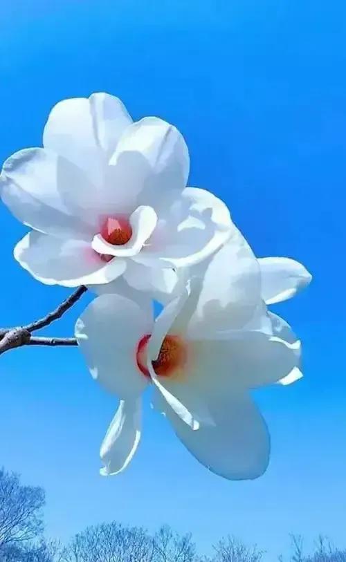 2023年02月27日星期一农历:癸卯年【兔年】二月初八八九第5天