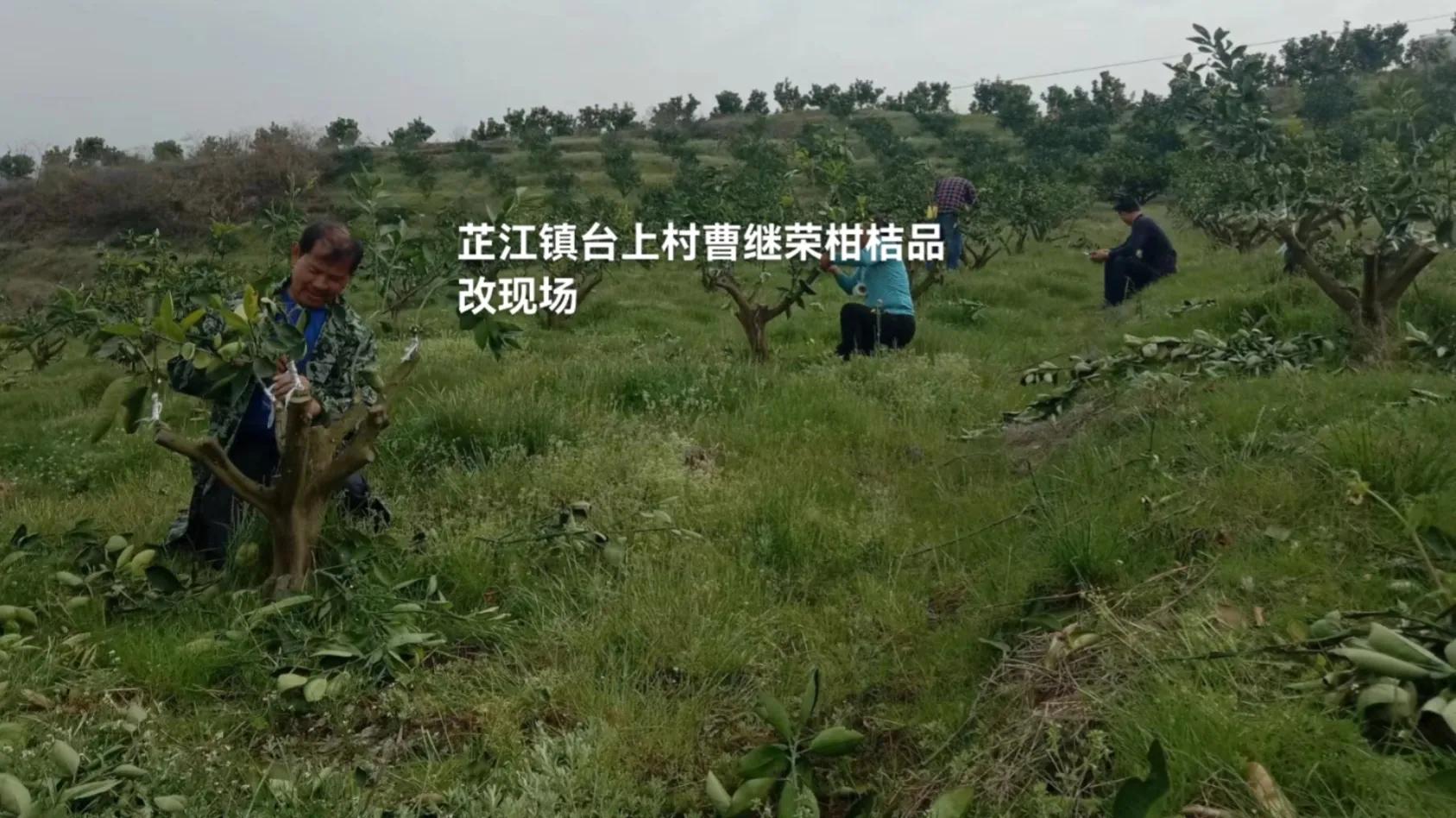 大力发展柑橘产业,培育壮大柑橘业助力乡村振兴