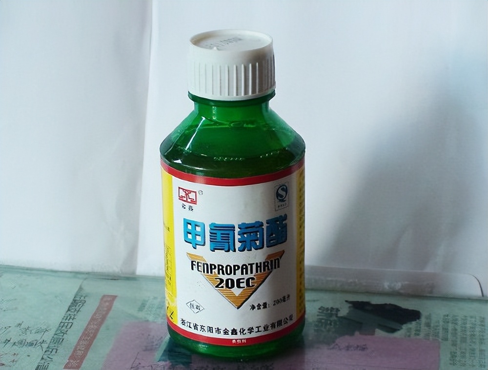 黄鳝一年能产子多少,母黄鳝产子过程