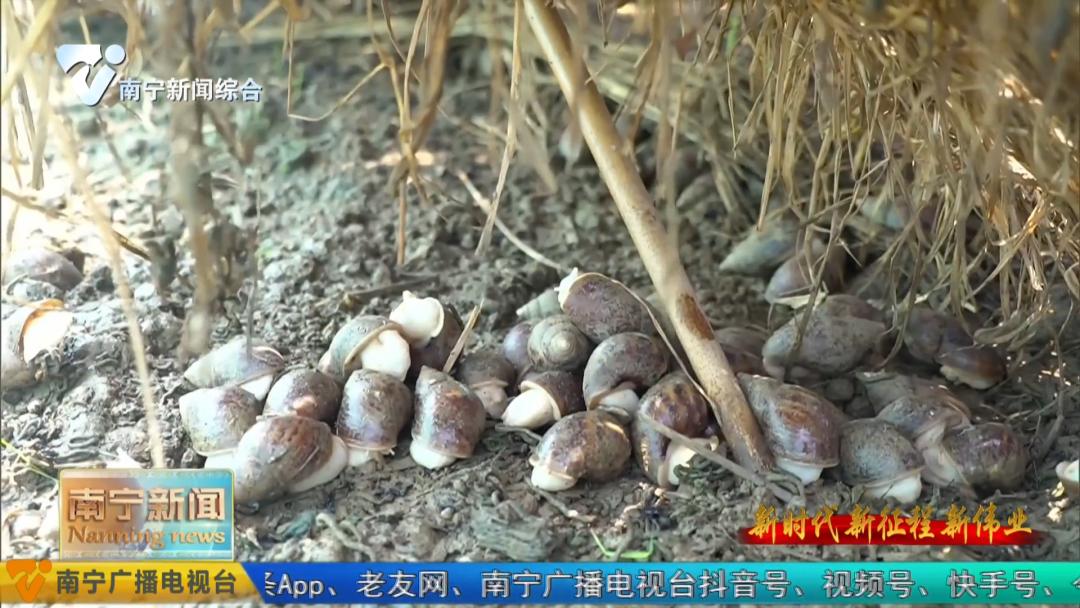 养殖牛致富新模式,养牛致富新项目视频