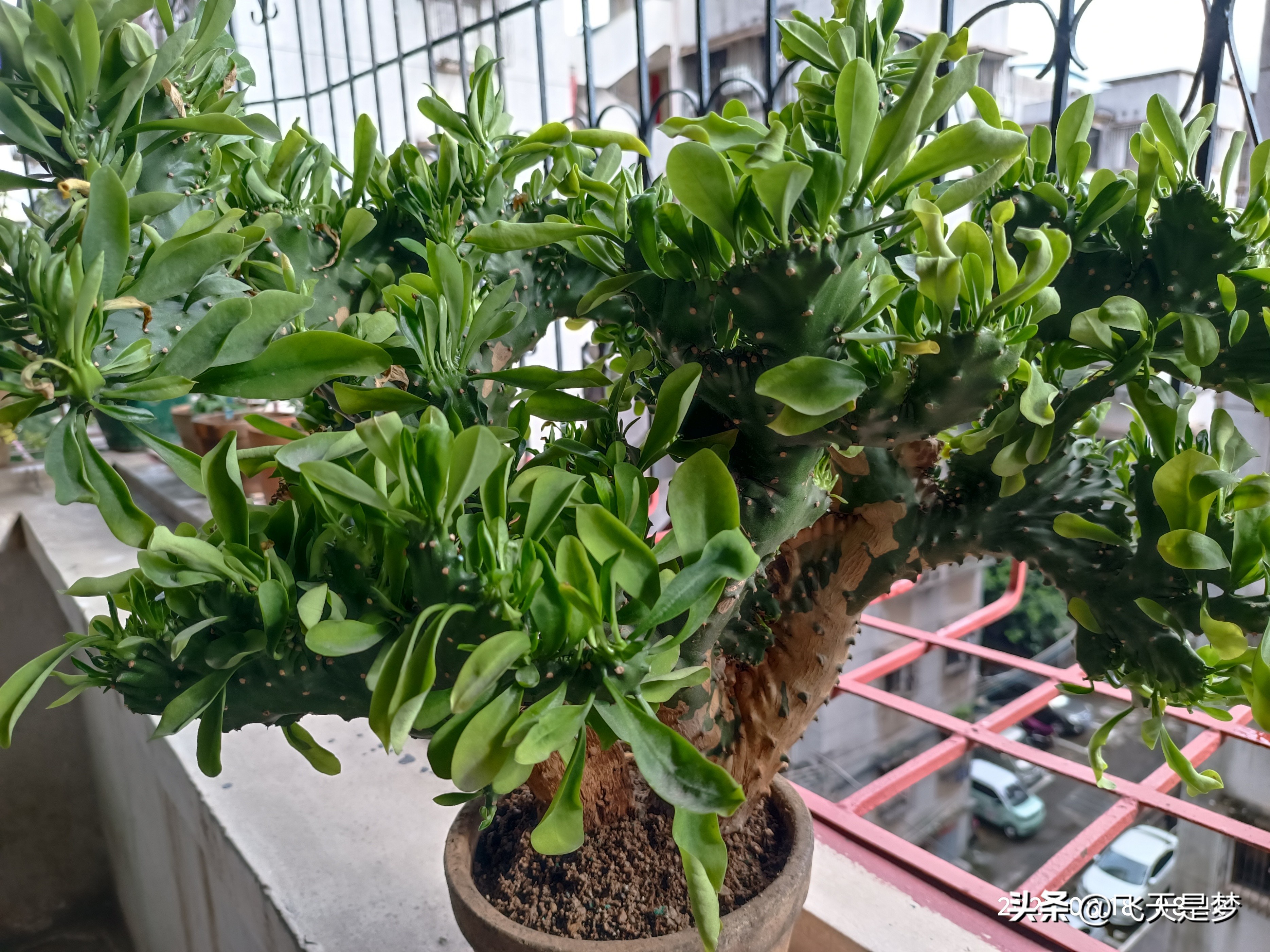 玉麒麟树的养护,玉麒麟好养吗