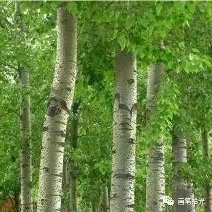 赞美白杨树,散文白杨礼赞朗诵