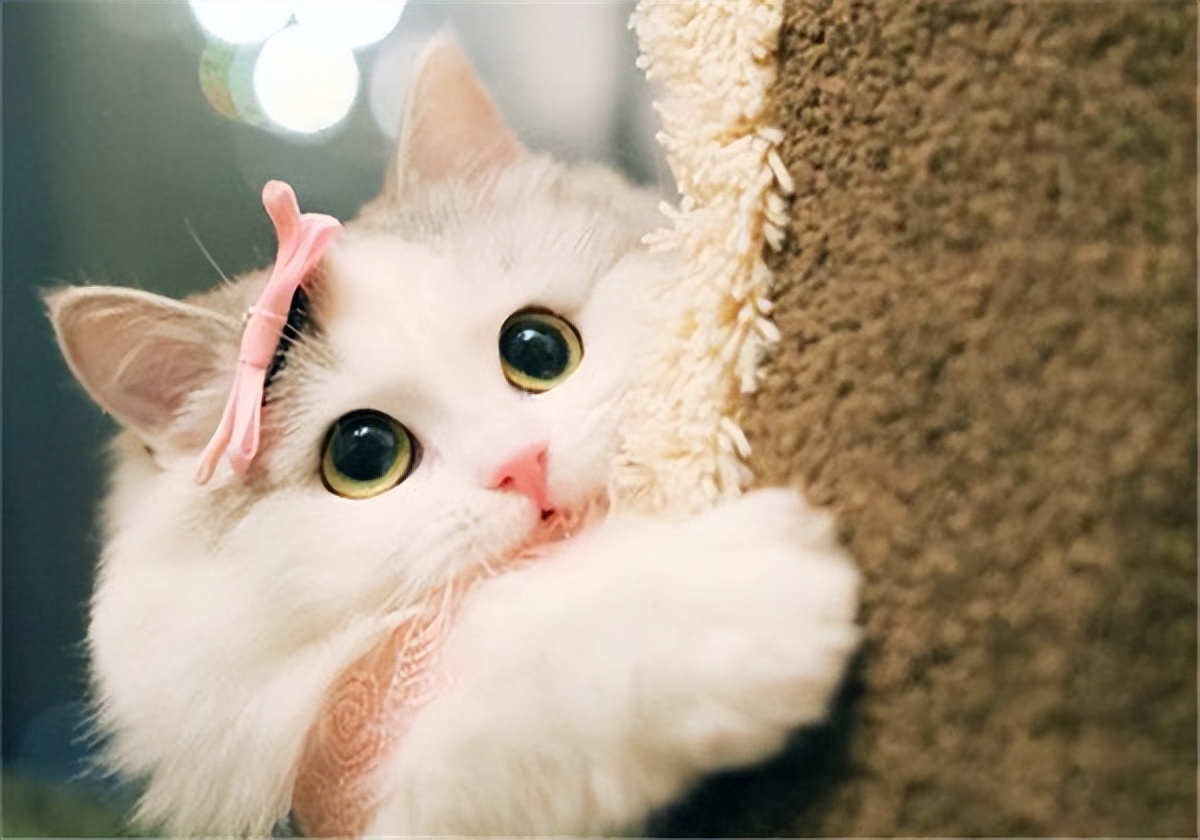 猫咪认主,猫咪判断有没有毛球