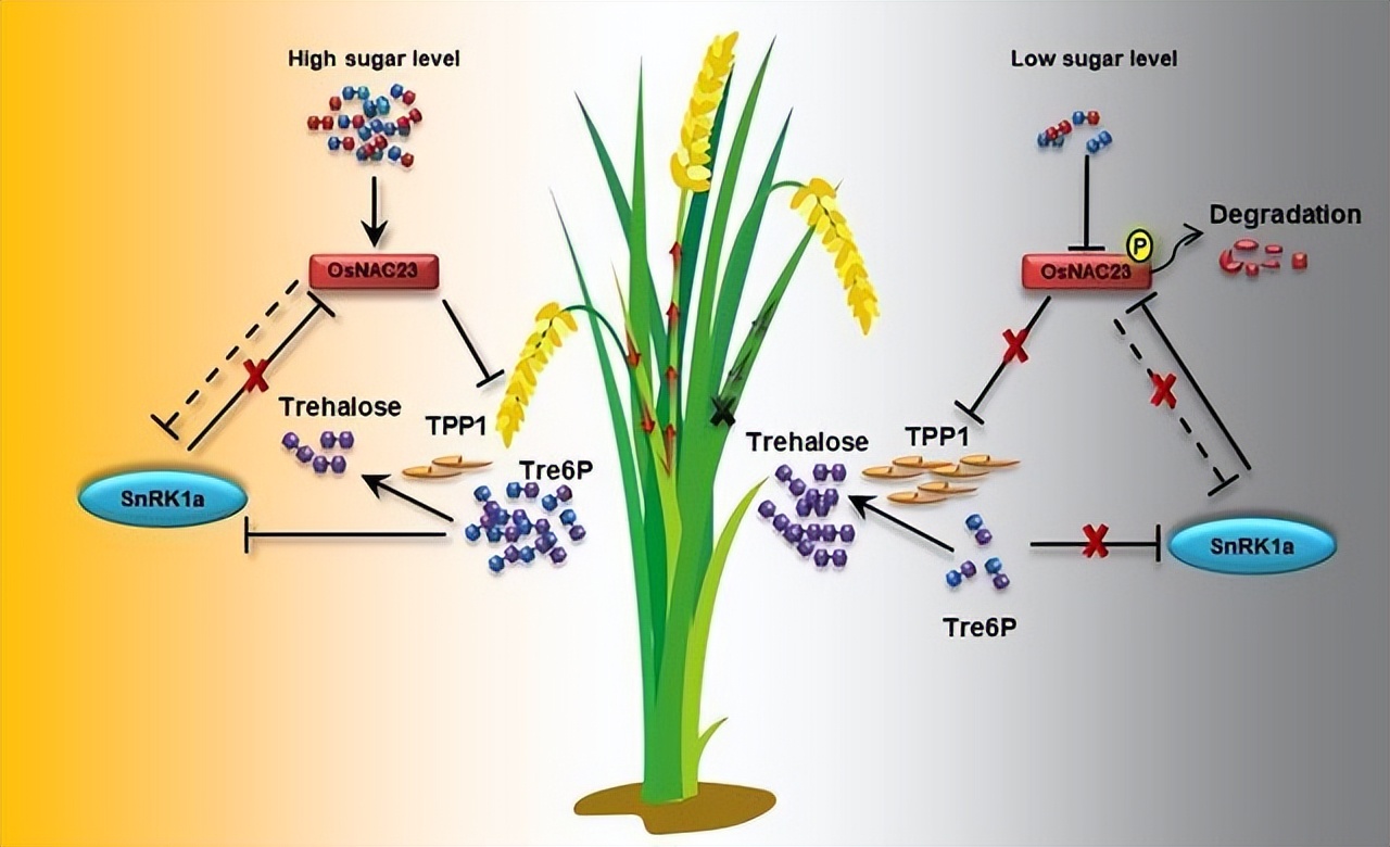 米糠营养价值研究,农业技术益处