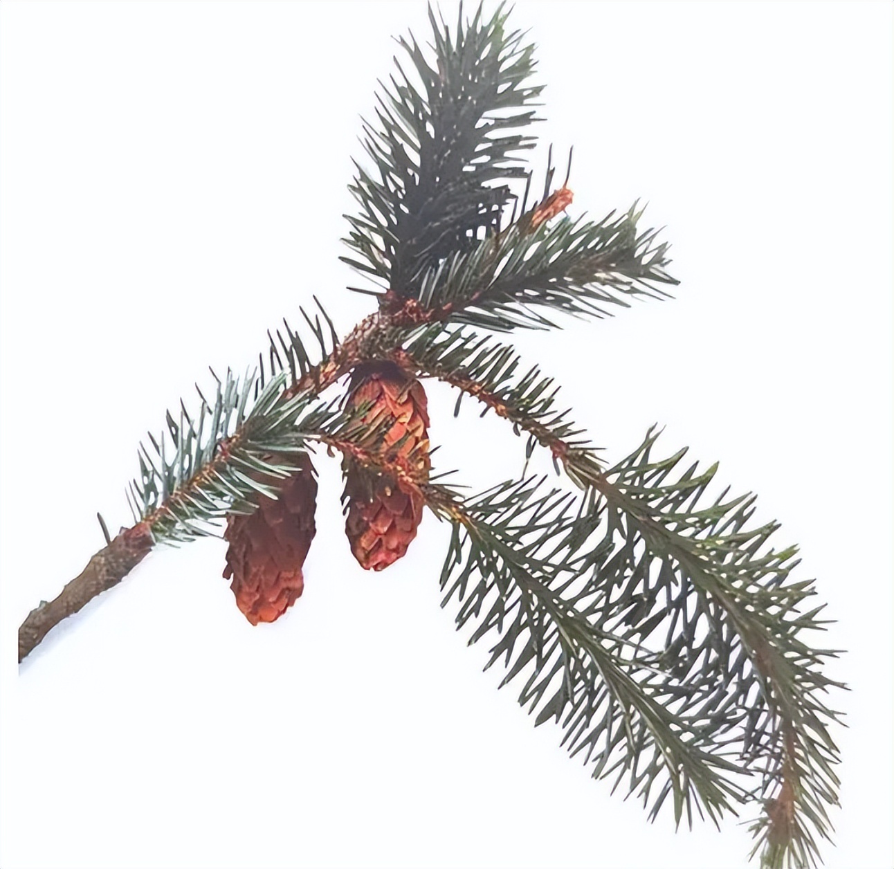 木本植物有哪些品种,什么观赏木本植物不怕冻不怕晒