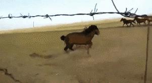 搞笑gif段子被你这个蠢货惊呆了,搞笑gif段子实在是猝不及防啊