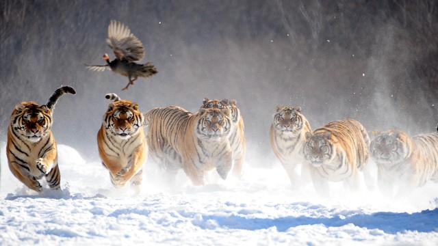 动物食物推荐,动物怎么分辨食物好不好