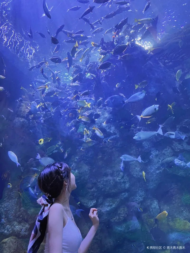 横琴岛封关了吗 (横琴岛封关什么意思)