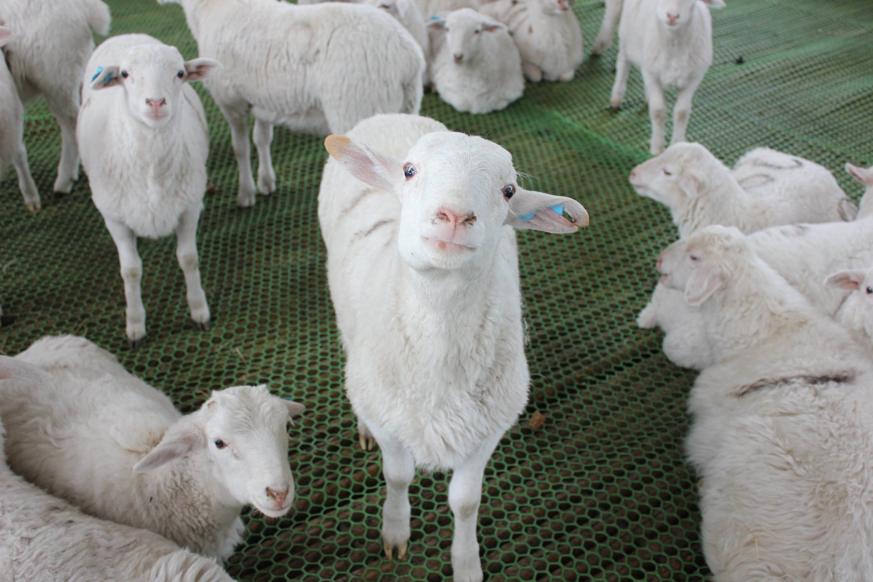 羊口蹄疫快速治疗方法,羊口蹄疫怎么治最快