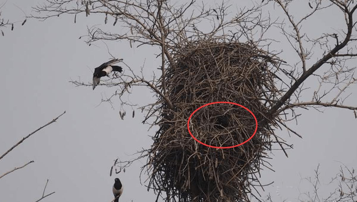 喜鹊窝防雨,喜鹊窝楼顶