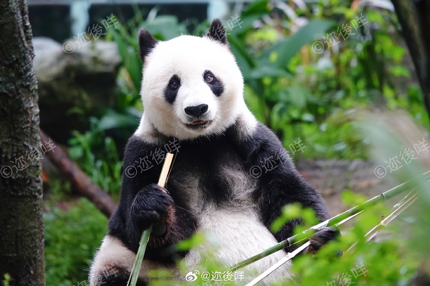 不高的高高和他不白的老婆白云——91年出生的童颜女神大熊猫白云