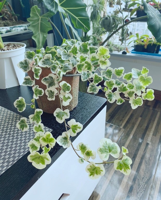 治愈系盆栽绿植推荐,室内小型绿植花卉推荐品种