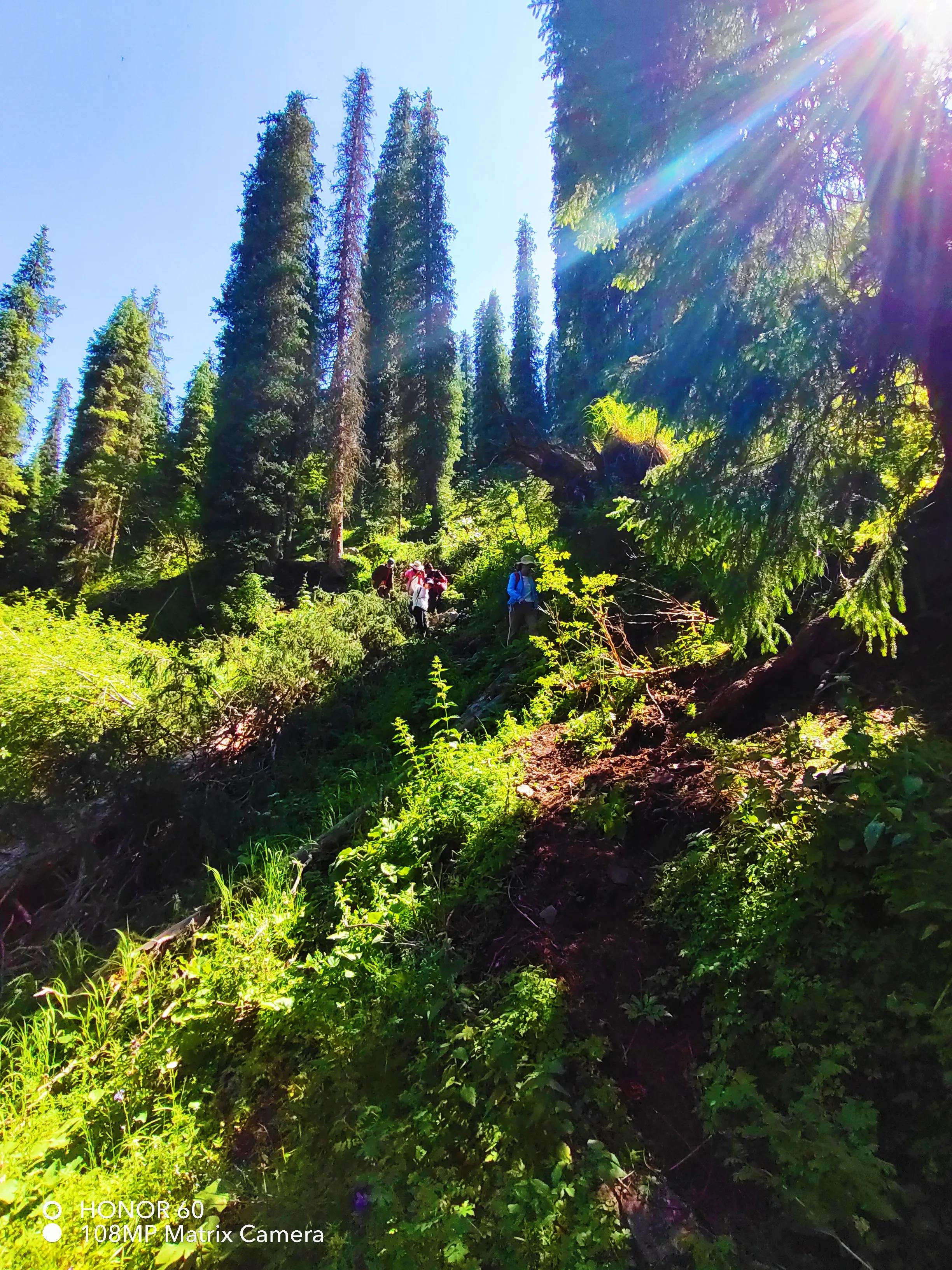 穿越森林探险视频,穿越森林探险之旅
