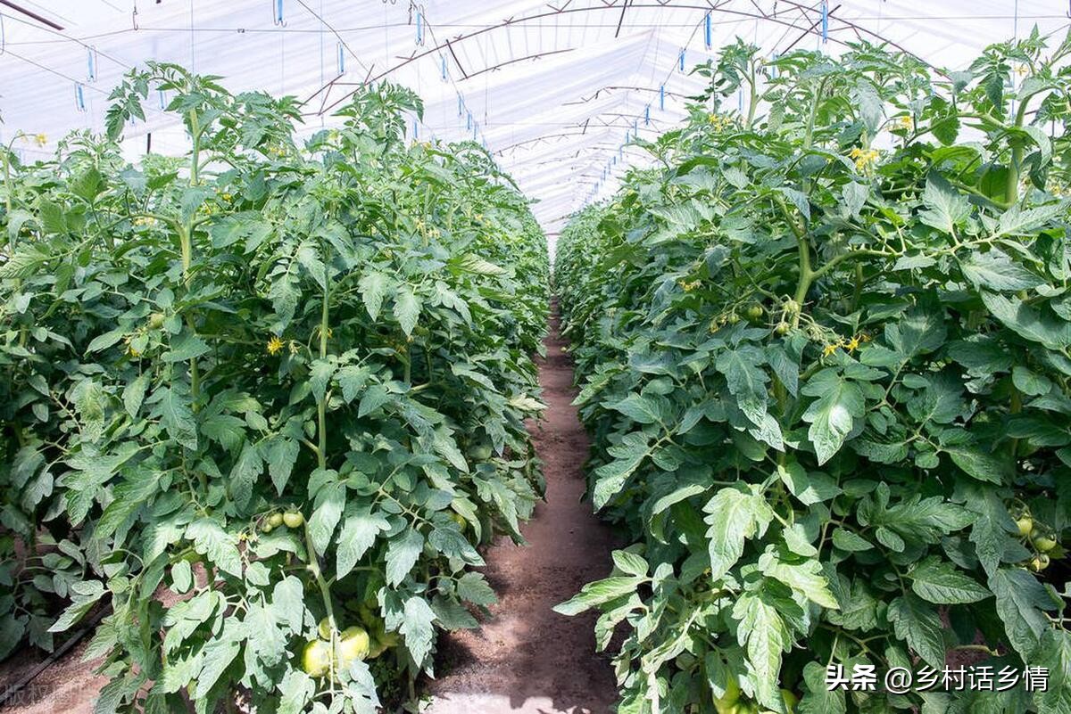 西红柿卷叶枯萎怎么治,西红柿为什么卷叶