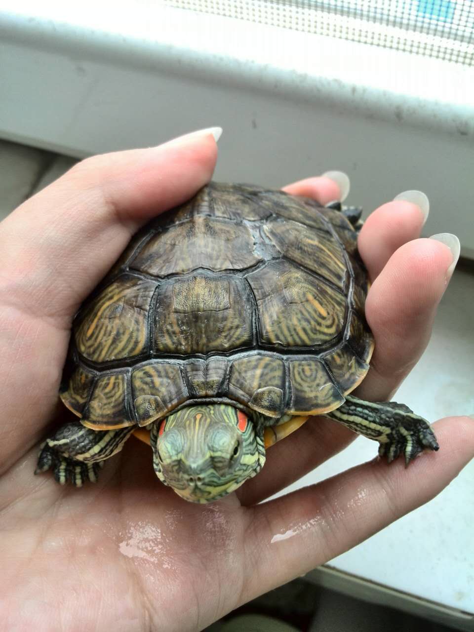 美国不明物种入侵了吗,美国物种入侵中国