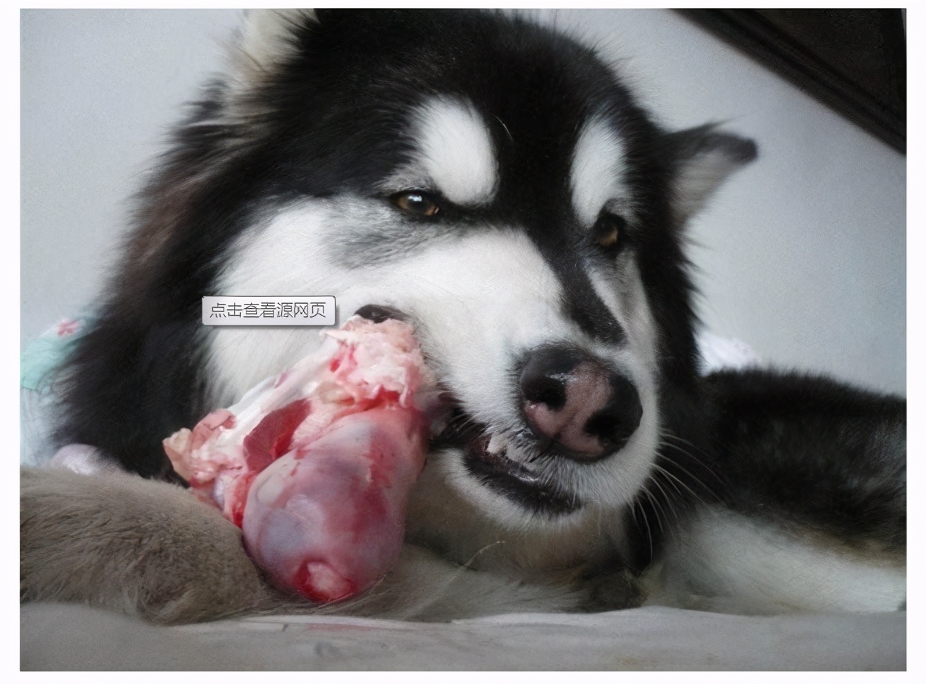 你家狗缺钙，你却还蒙在鼓里？这几点能帮到你