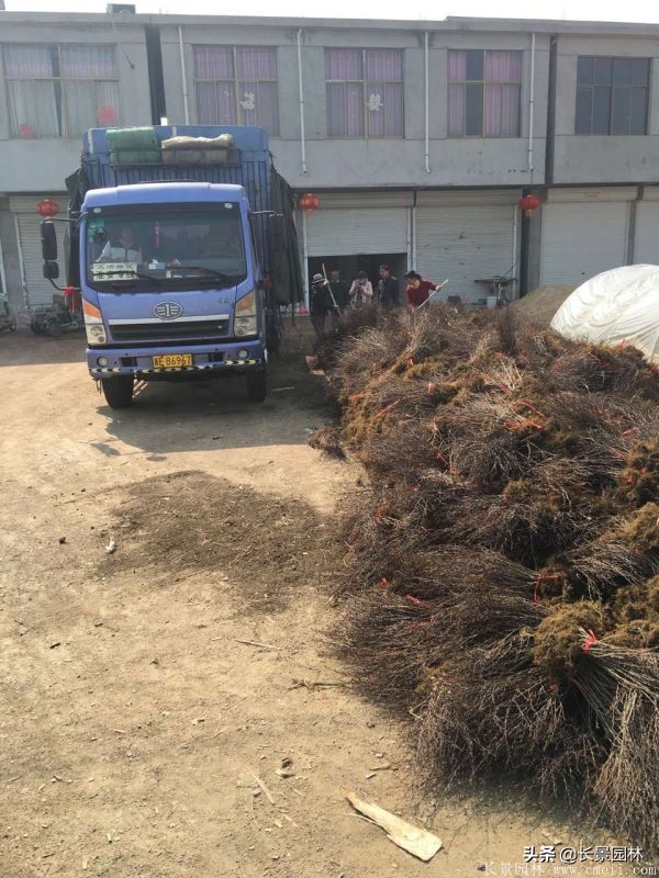 红叶小檗紫叶小檗的价格,红叶小檗幼苗批发基地