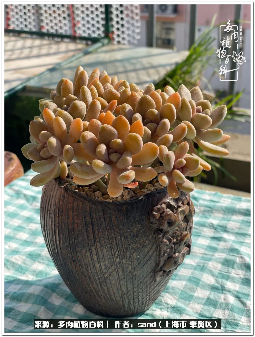 养点花草给生活添点乐趣,养点花花草草心情自然会好