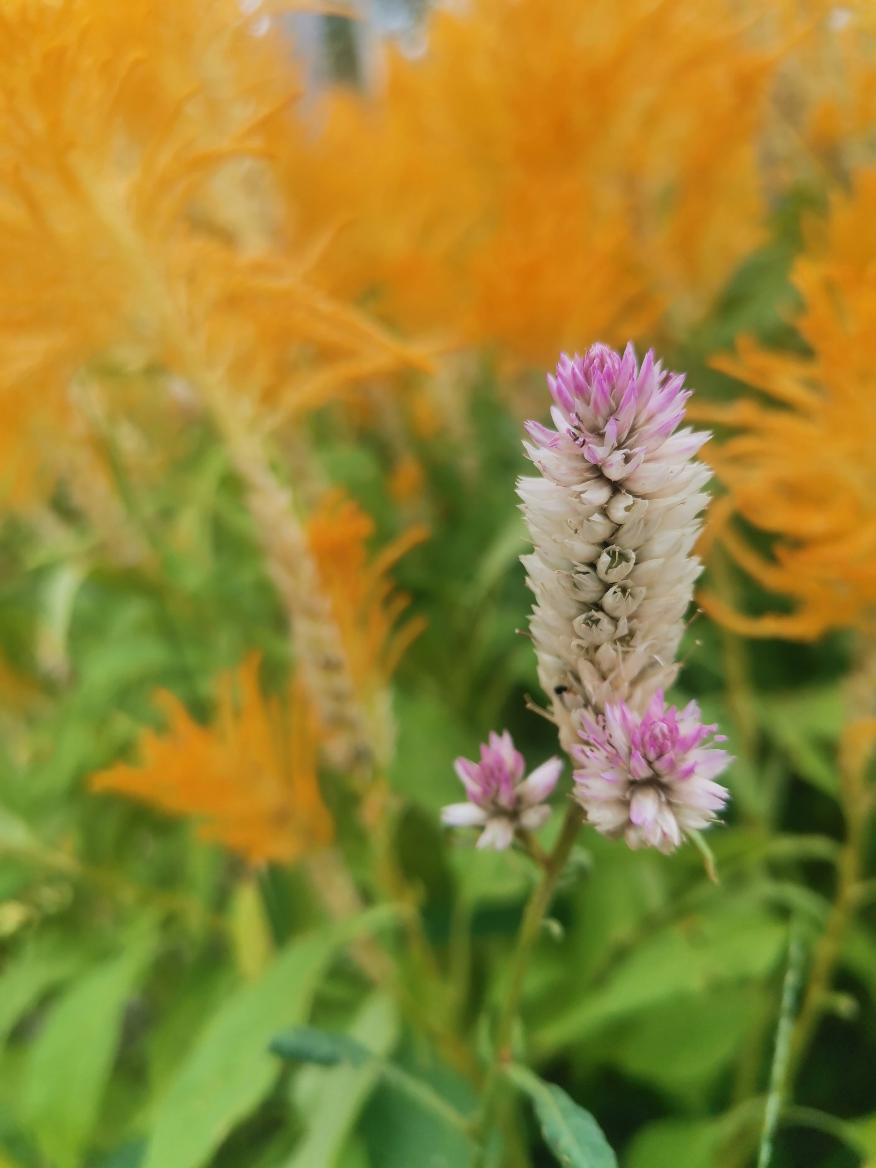 38妇女节文案高级,38妇女节文案女装