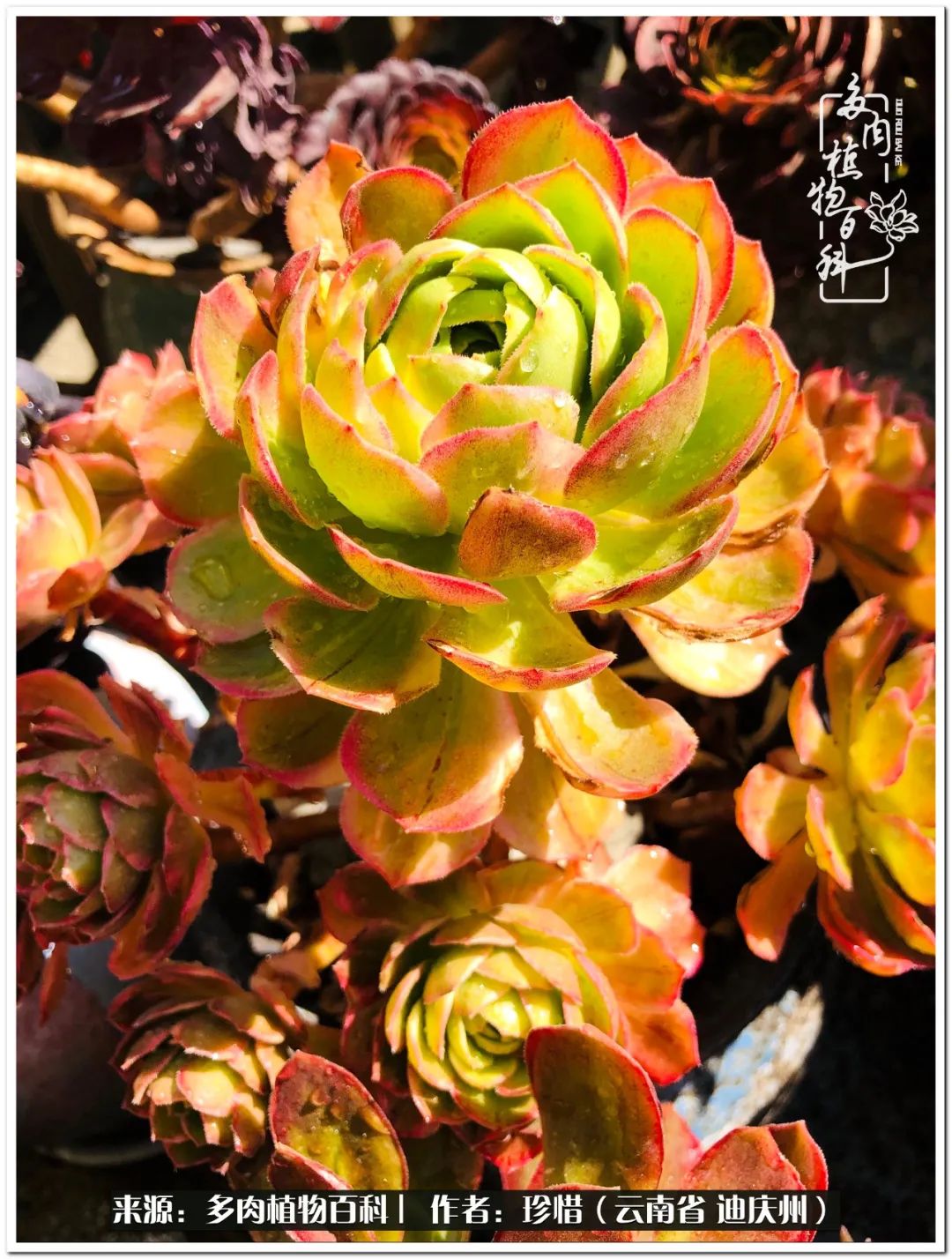 给生命一份淡然还岁月一份从容,给生命留一份洒脱的话