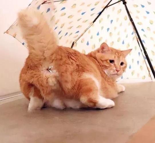 猫咪放屁屎臭正常吗,猫咪放屁臭是什么情况