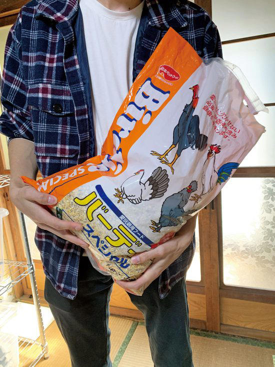 日本蟑螂有多大,日本蟑螂灾害