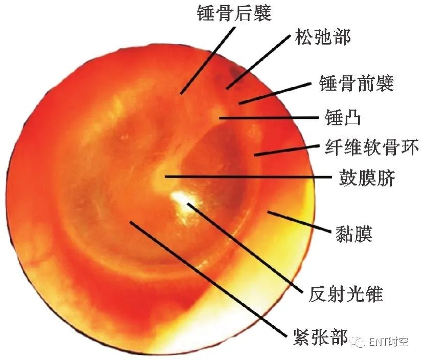 耳部解剖结构和生理功能,耳部解剖笔记