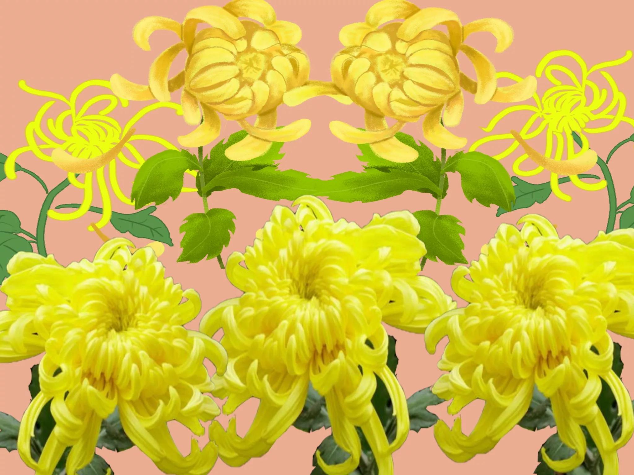 荷兰菊特价多少钱一盆,大盆荷兰菊出售