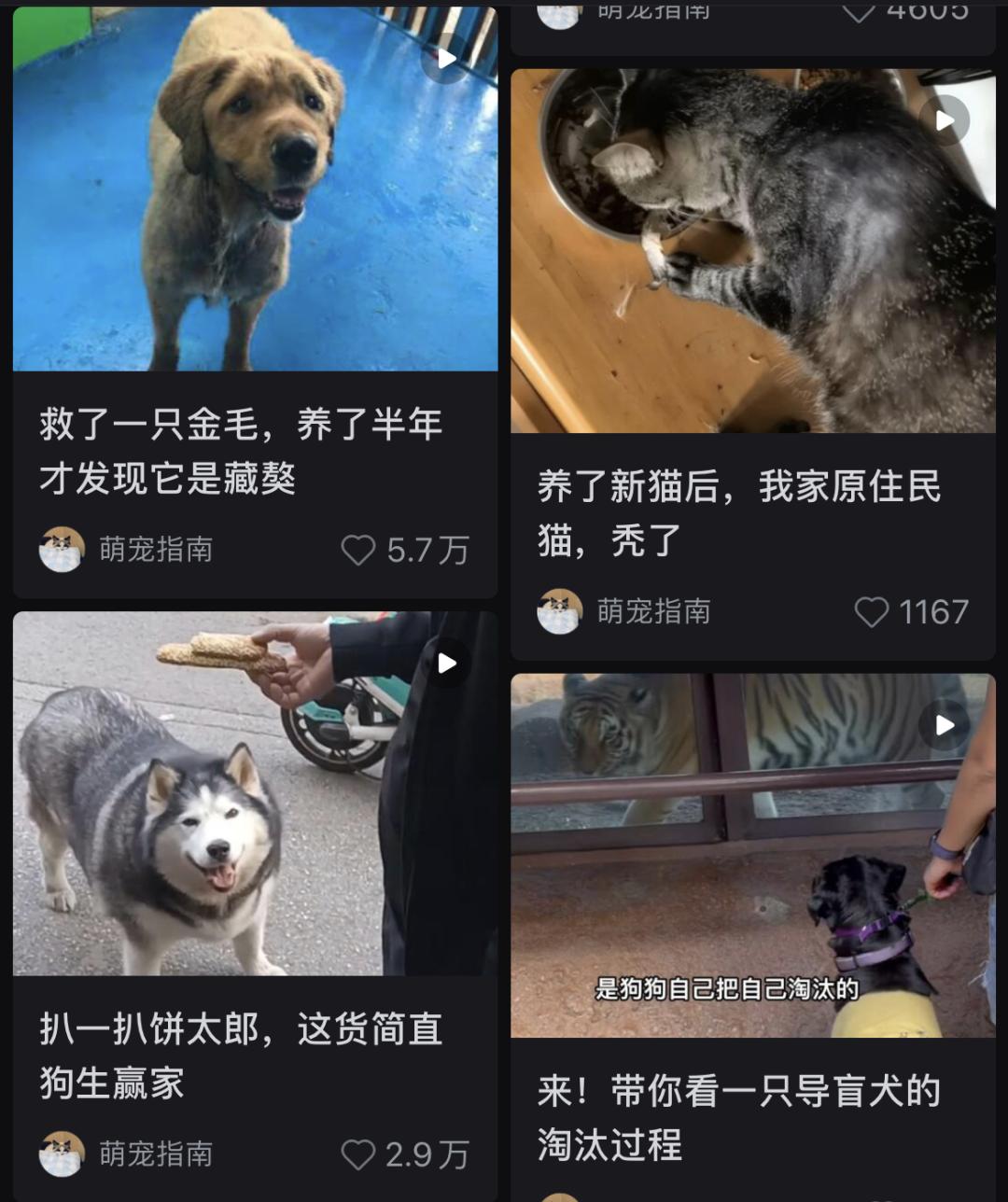 小红书萌宠博主怎么引流,小红书宠物博主5万一个月变现