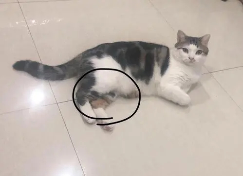 公猫绝育需要注意些什么,公猫绝育不戴项圈怎么办