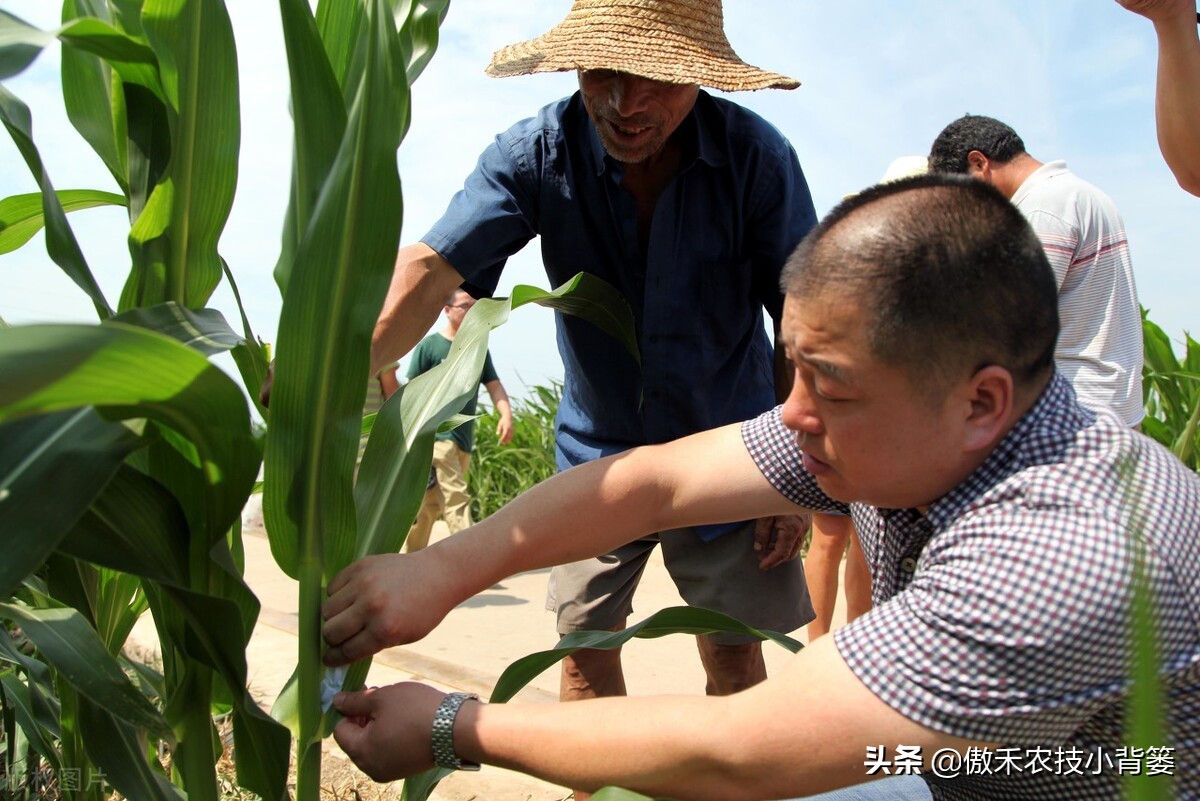 玉米螟虫药什么时候打,防玉米螟什么时间打药合适