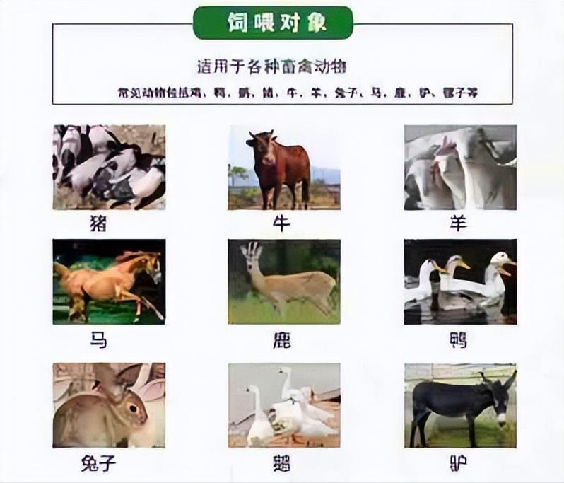 养殖动物品种大全,特种动物养殖品种