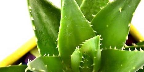 冬季单株芦荟发黄变软会死掉吗,芦荟叶子发黄干瘪枯萎可以剪掉吗